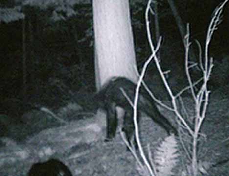 Bigfoot in Pa
