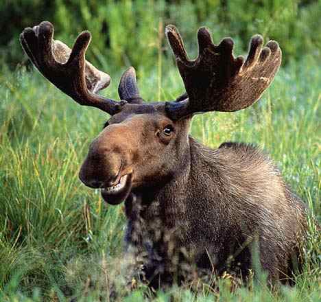 mooseDM2003_468x440